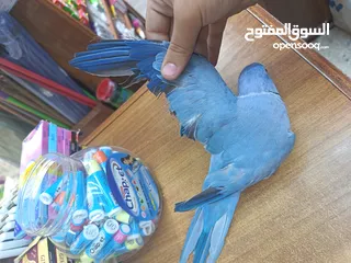  8 ببغاء دره لون ازرق طفره