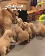  4 Golden Retriever Puppy