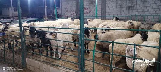  13 خرفان روماني