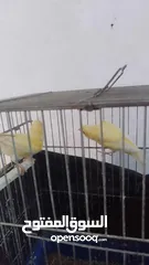 3 طيور كناري