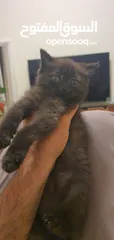  6 2.5 months old pure scottish straight male kitten (black)