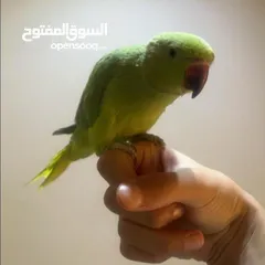  3 ببغاء الدرة