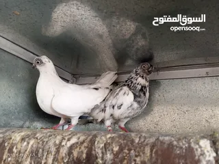  2 جوز حمام فينرات بيدوبيست نخب اول