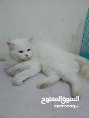  2 قط شيرازي لطيف