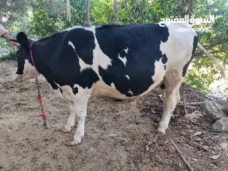  2 بكيره مسكره بالصلاه على النبي اعشار 8 شهور