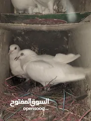  3 حمام صلاة على نبي شغال