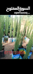  3 جميع انواع الاشجار الزينه والمثمره بأفضل الاسعار