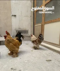  3 للبيع -ديوك (براهيمي )حجم كبير وفخم بسعر ولا بالخيال الواحد 20دينار والكوم 50 الحق حالك