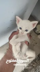  2 kitten 1month aged