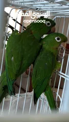  2 White Eyed Conure for sale