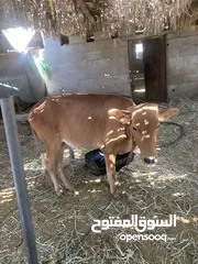  4 عجلة دار سنة ونص