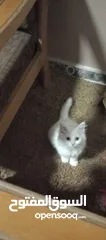  1 قطة شيرازي