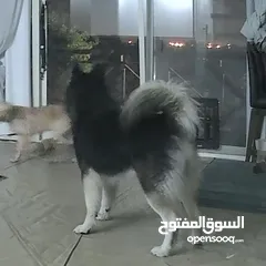  9 Husky هسكي ذكر، للبيع للجادين فقط