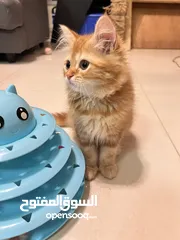  16 Cute Persian kittens