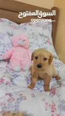  3 Golden retriever puppy