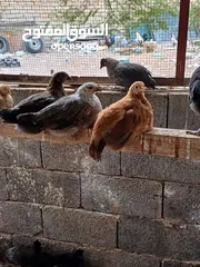  6 دجاج عربي للبيع