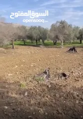  2 ارض مشجره زيتون طابو مربعة الشكل  قريبه جدا من الخدمات سهله الوصول