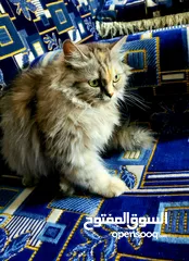  2 قطة شيرازي نظيف مدربه السعر 35000الف