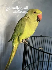  5 ببغاء الدرة