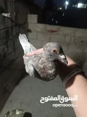  4 حمام للبيع سبع حبات للكش في الرشيد ممتازات انزل علوصف