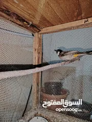  1 بلبل بصحة جيدة ولعوب 