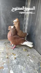  3 جواز حمام للبيع
