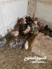  2 الصيصان بلدي نخب