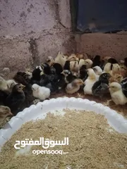  1 صوص بلدي ماخذ كورس فيتامينات و مطاعيم عدد 120 من عمر أسبوع لعشر أيام