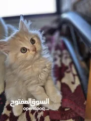  5 بريتش ريد اطراف قصيره لون اشقر شعر طويل وهمالايا تشوكلت بلو بوينت شعر طويل العمر شهرين ونص