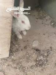  1 ارانب للبيع