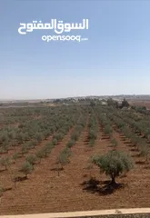  7 مزرعه جميله في مادبا جبيل
