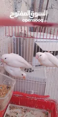  5 جوزين روز البينو مع فراخ مفطومه