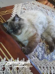  4 قط هملايا شكلت ذكر