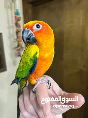  6 Male and female sun conures.