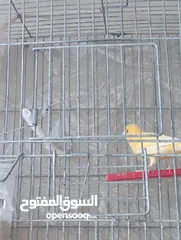  3 جوز حب نخب وفحلين كنار