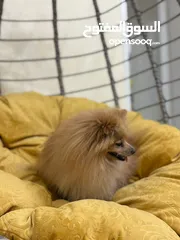 1 للبيع كلب بومبريان