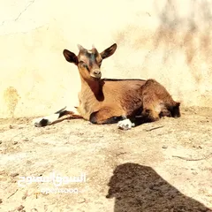  3 عنزتين وتيس البينو اصلي للبيع