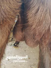  2 ثنايا شاميات  نخب كفاله حليب