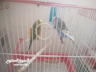 2 جوز حب شغال للبيع