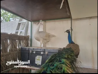  3 Peacocks For Sale