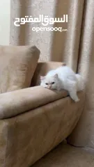  11 شيرازي للبيع عمرها سنة وشوي سعرها 600(قابل للتفاوض المعقول) اجتماعية وبترد عصحابها ومتعودة عالحمام