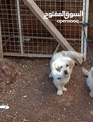  1 كلب لطيف جدا ونظيف نظيف