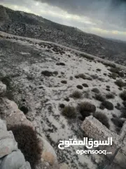  10 1800 م ارض طابو A الخليل دورا  خرسه