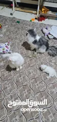  3 قطط فحل مع أنثى وبتهن