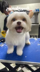  21 جِراء هافانيز أصيلة  مناسب جدا للعائلات  !  perfectly for Families Purebred Havanese Puppies