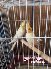  1 بيع جوز كوكتيل