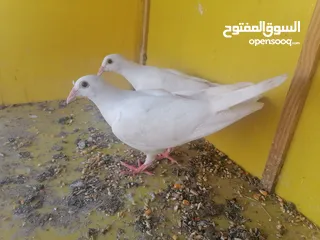  2 زواجل بيض للبيع