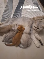  3 kittens for sale 60 days old    Scottish.
