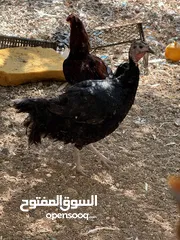  8 مجموعه طيور للبيع