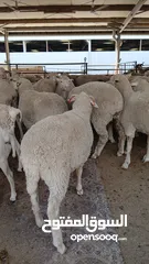  5 قصاب تحت الطلب